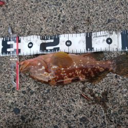 今期　初キジハタ